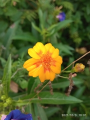 Tagetes lunulata