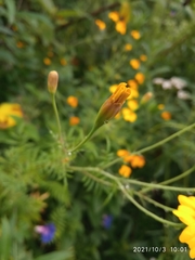 Tagetes lunulata