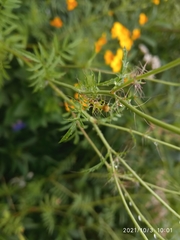 Tagetes lunulata
