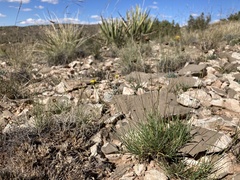 Thelesperma longipes