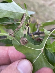 Dryocosmus quercusnotha