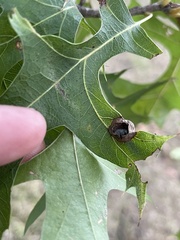 Dryocosmus quercusnotha