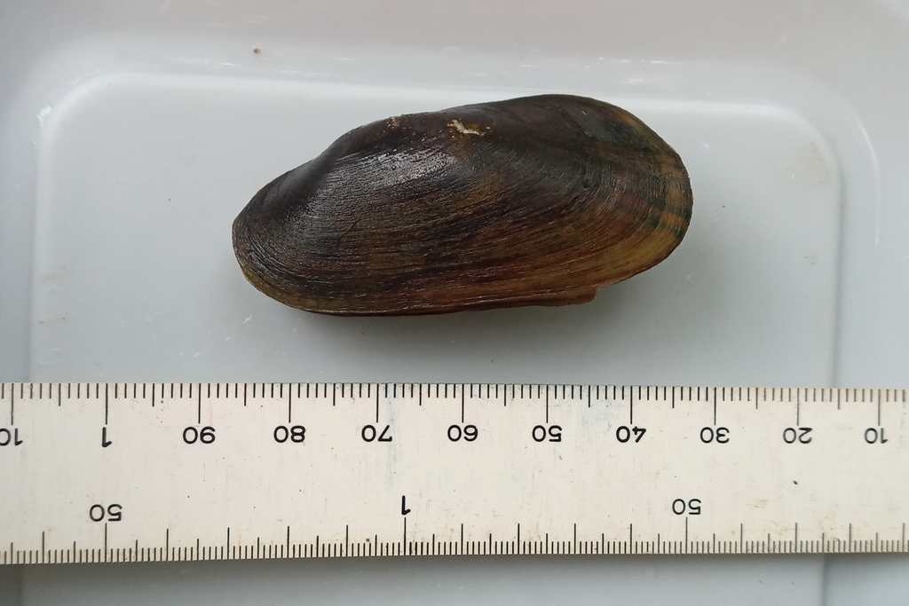 Anodontites tenebricosa