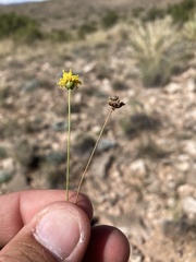 Thelesperma longipes