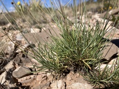 Thelesperma longipes