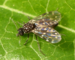 Culicoides