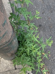 Chenopodium ficifolium