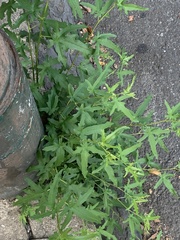 Chenopodium ficifolium