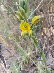Chloraea gavilu