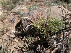 Castilleja sessiliflora