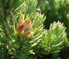 Leucadendron dregei