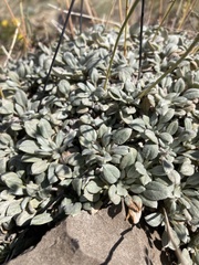 Eriogonum havardii