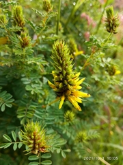 Dalea lutea