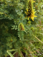 Dalea lutea