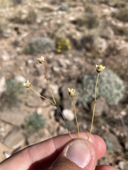 Eriogonum havardii