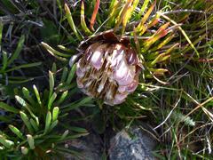 Protea montana