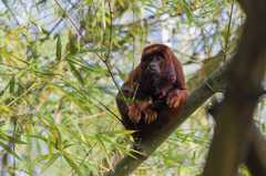 Alouatta macconnelli