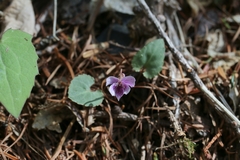 Viola sieboldii