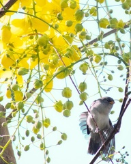 Auriparus flaviceps