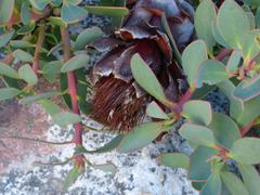 Protea venusta