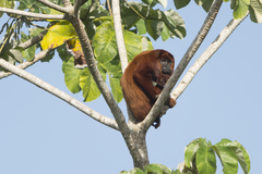 Alouatta macconnelli