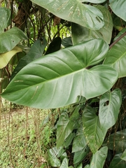 Philodendron erubescens
