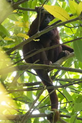Alouatta macconnelli