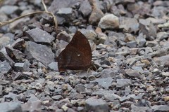 Fountainea rayoensis