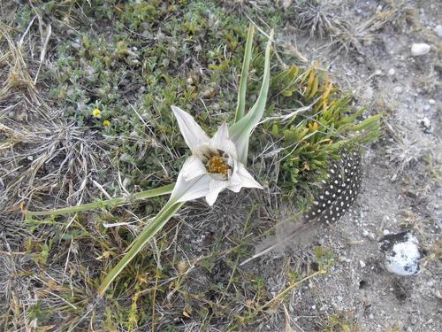 Colchicum melanthioides image