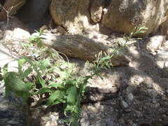 Brickellia amplexicaulis