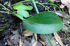 Liliales