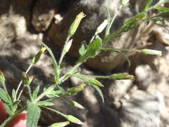 Brickellia amplexicaulis