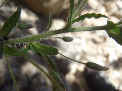 Brickellia amplexicaulis