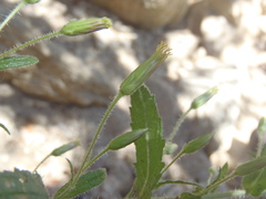 Brickellia amplexicaulis
