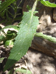 Brickellia amplexicaulis