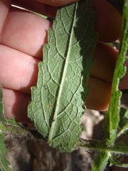 Brickellia amplexicaulis