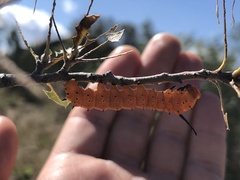 Anisota oslari