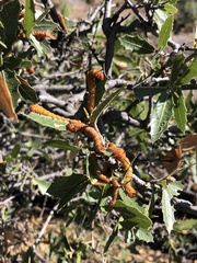 Anisota oslari