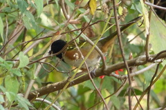 Pipilo maculatus macronyx