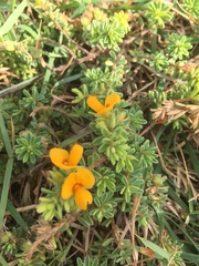 Pultenaea maritima