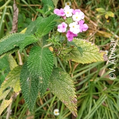 Lantana rugosa