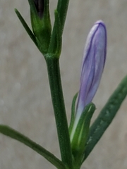 Carlowrightia linearifolia