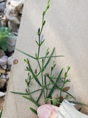 Carlowrightia linearifolia