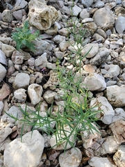 Carlowrightia linearifolia