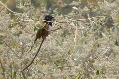 Pipilo maculatus macronyx