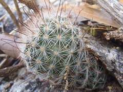 Mammillaria barbata