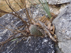 Mammillaria barbata