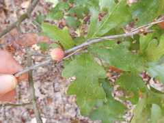 Disholcaspis quercusglobulus