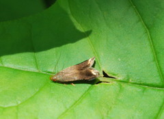 Anacampsis nonstrigella