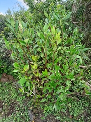 Bouvardia ternifolia